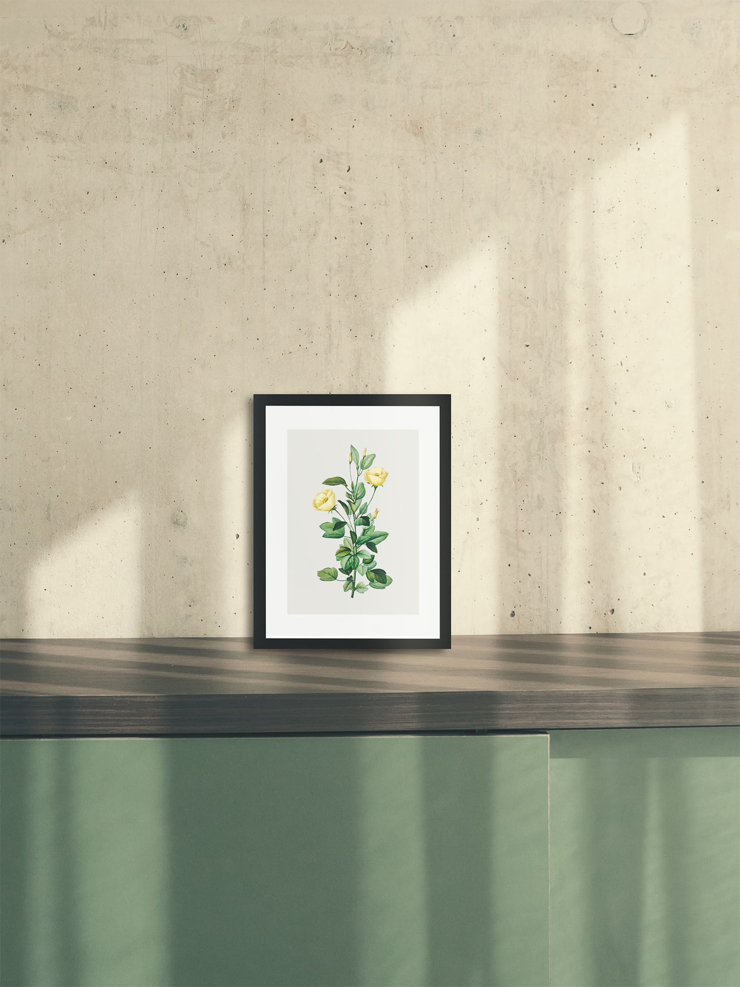 Rosa Centifolia Sarı Gül - Pierre Joseph Redoute