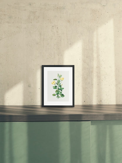 Rosa Centifolia Sarı Gül - Pierre Joseph Redoute