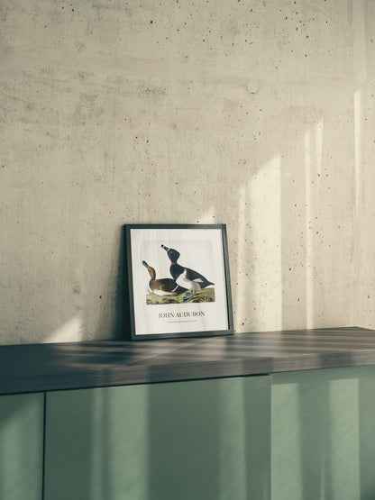 Halkalı Ördek - John James Audubon
