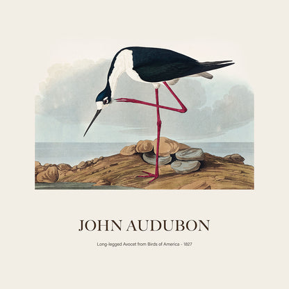 Leylek - John James Audubon