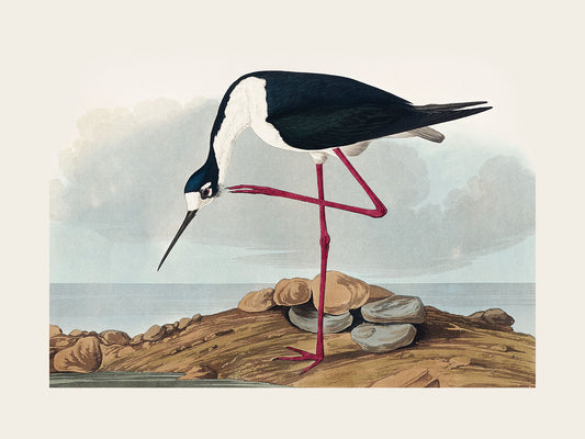 Leylek - John James Audubon