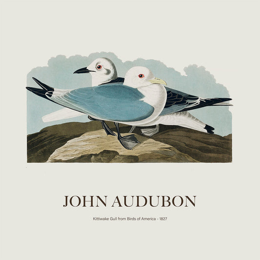 Rissa - John James Audubon