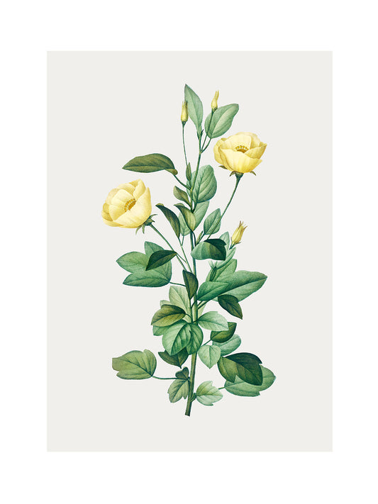 Rosa Centifolia Sarı Gül - Pierre Joseph Redoute