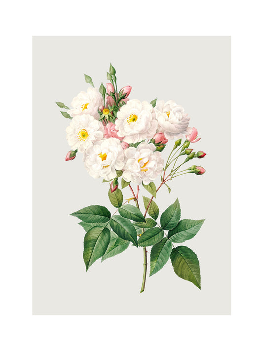Rosa Centifolia Beyaz Gül 02 - Pierre Joseph Redoute