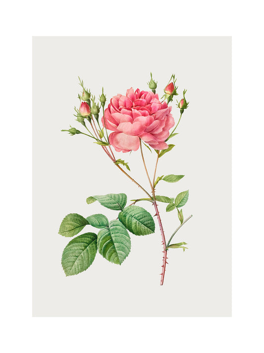 Rosa Centifolia Kırmızı Gül - Pierre Joseph Redoute