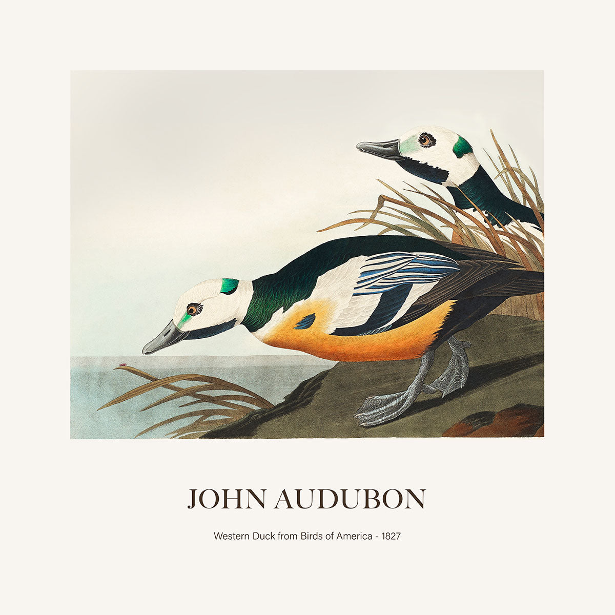 Ördek - John James Audubon