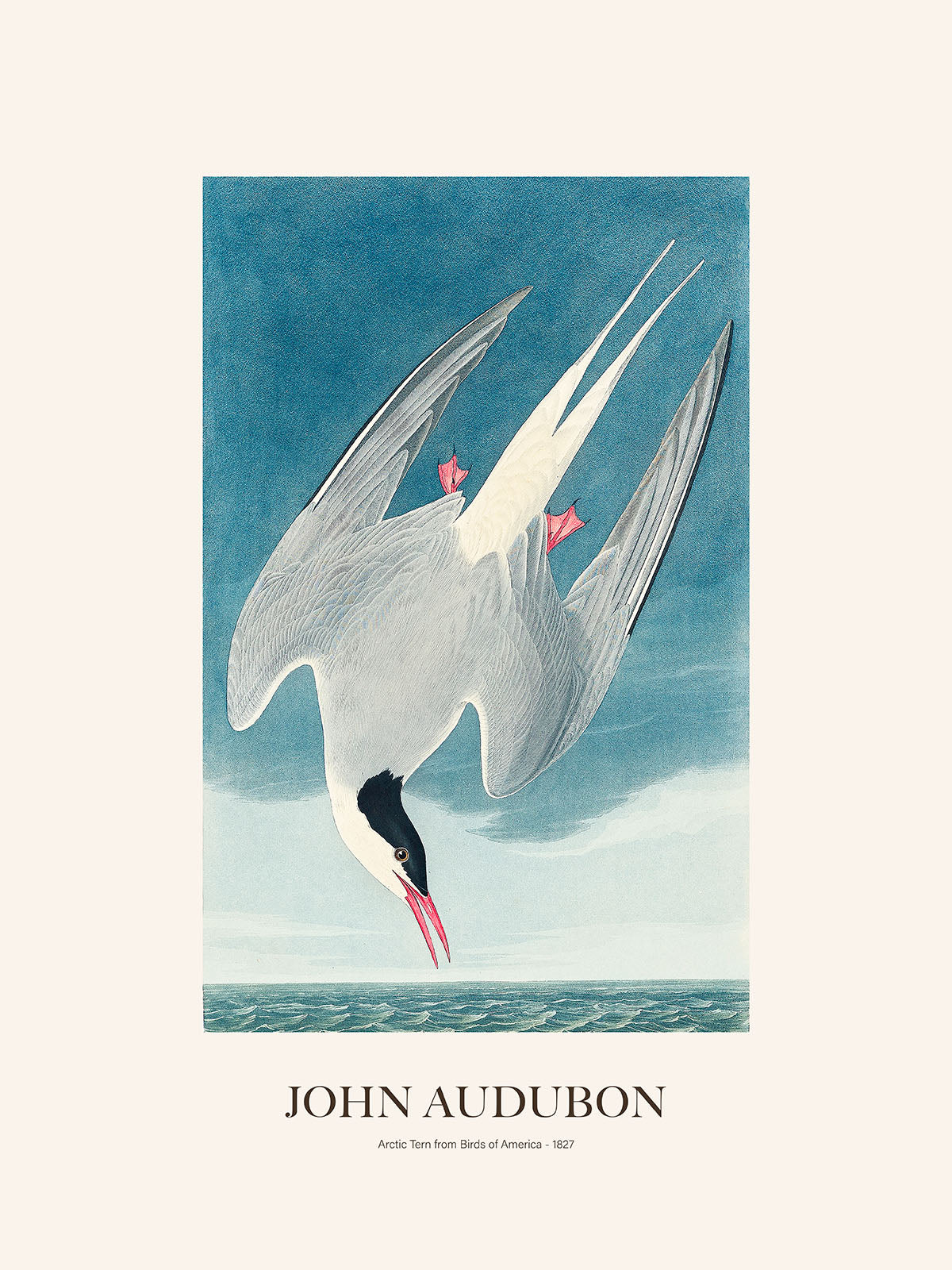 Kuzey Sumrusu - John Audubon