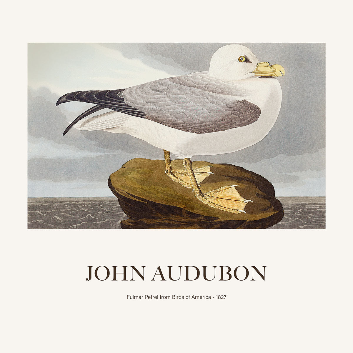 Kuzey Fulmarı - John James Audubon