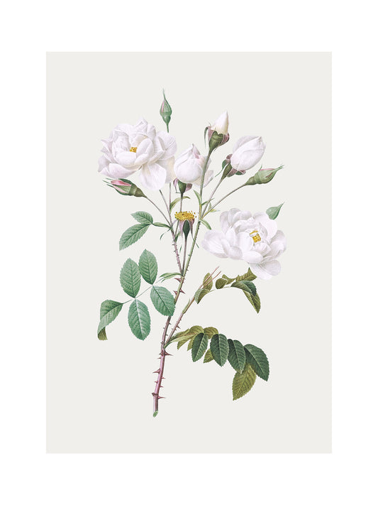 Rosa Centifolia Beyaz Gül - Pierre Joseph Redoute
