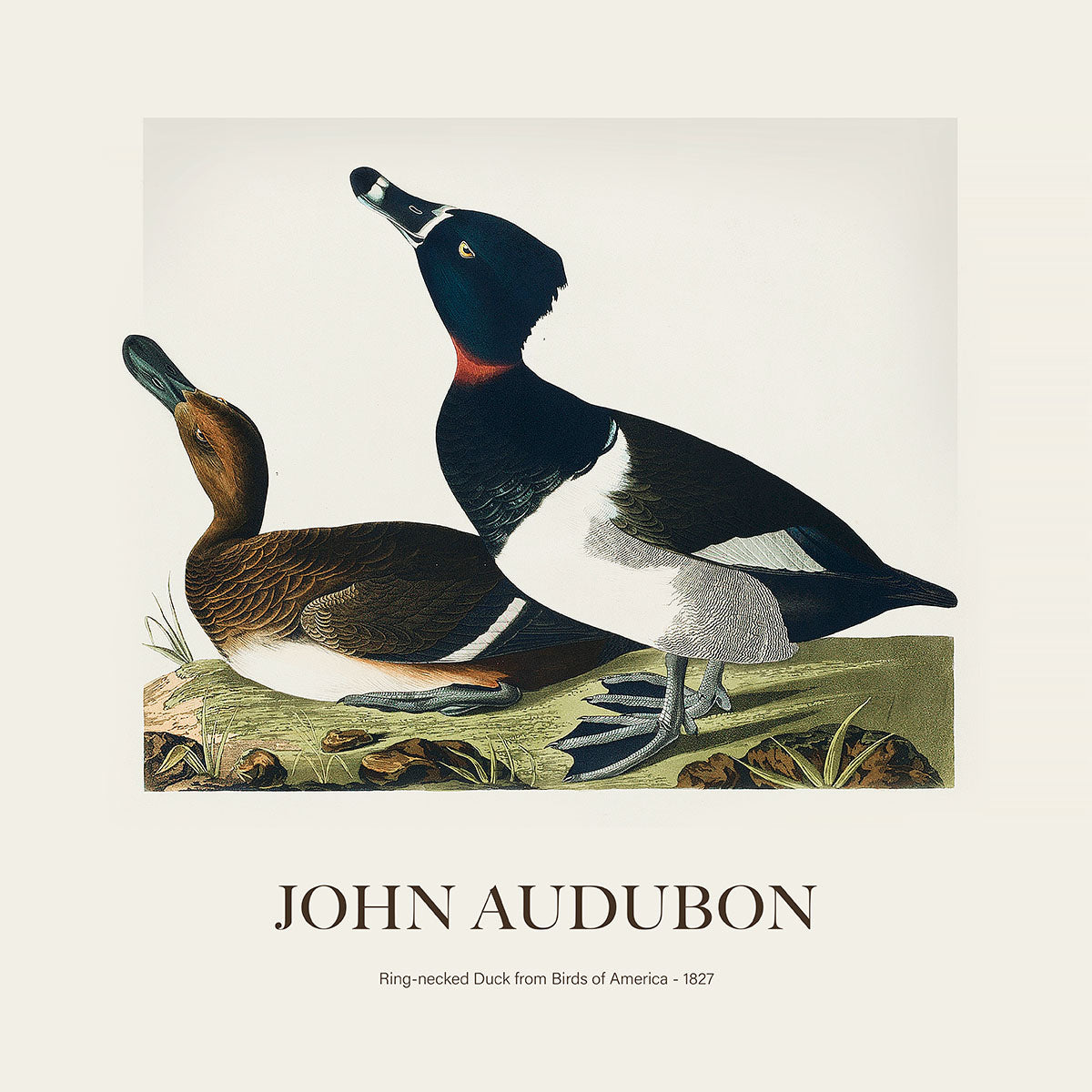 Halkalı Ördek - John James Audubon