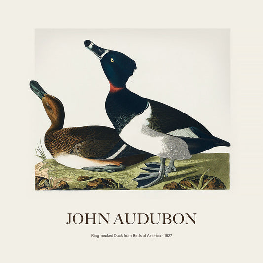 Halkalı Ördek - John James Audubon