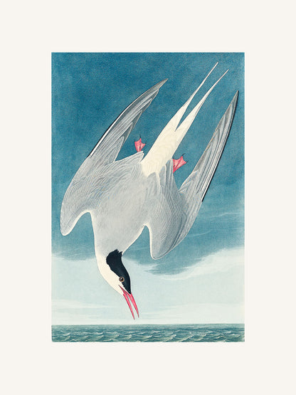 Kuzey Sumrusu (Metinsiz) - John Audubon