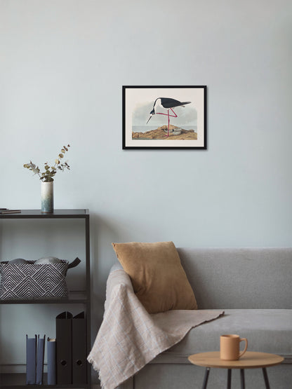 Leylek - John James Audubon