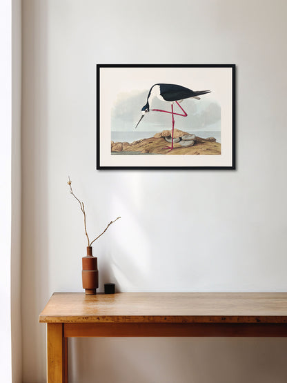 Leylek - John James Audubon