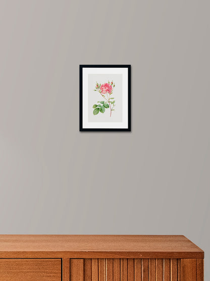 Rosa Centifolia Kırmızı Gül - Pierre Joseph Redoute