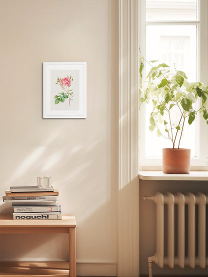 Rosa Centifolia Kırmızı Gül - Pierre Joseph Redoute