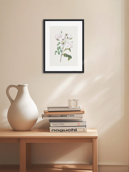 Rosa Centifolia Beyaz Gül - Pierre Joseph Redoute