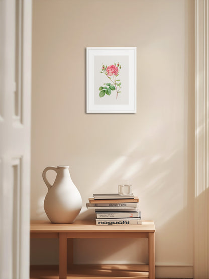 Rosa Centifolia Kırmızı Gül - Pierre Joseph Redoute