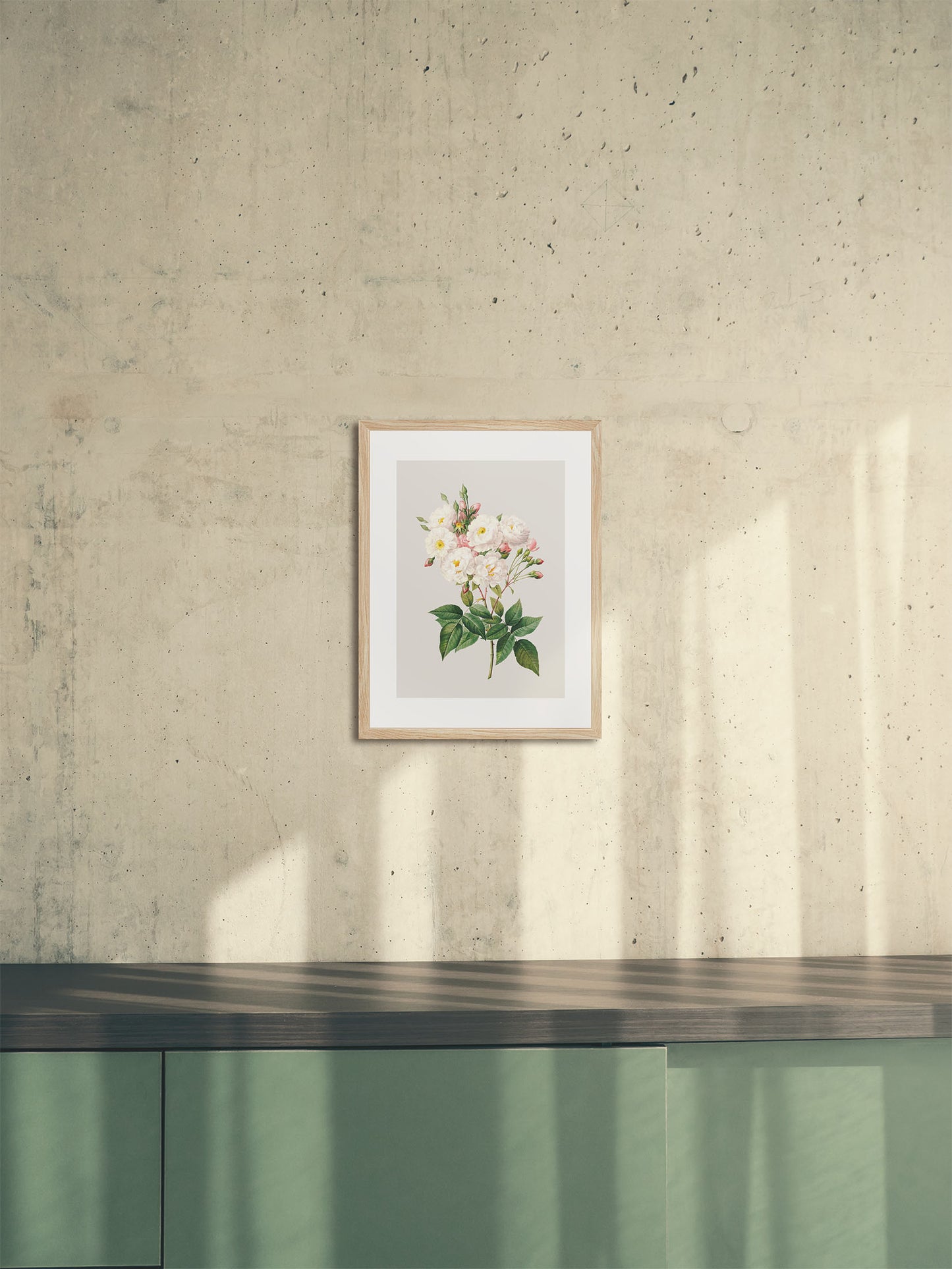 Rosa Centifolia Beyaz Gül 02 - Pierre Joseph Redoute