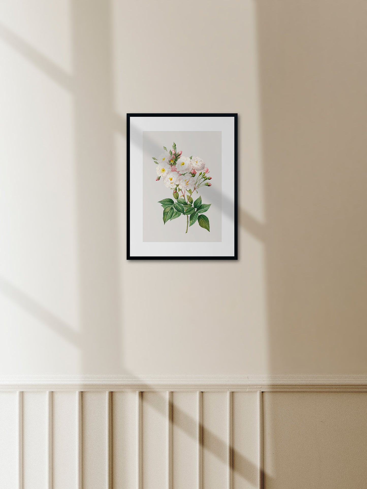 Rosa Centifolia Beyaz Gül 02 - Pierre Joseph Redoute