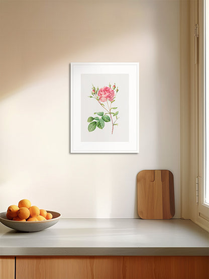 Rosa Centifolia Kırmızı Gül - Pierre Joseph Redoute