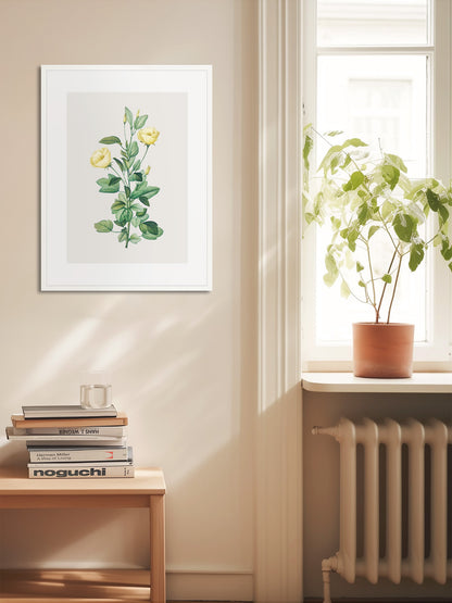 Rosa Centifolia Sarı Gül - Pierre Joseph Redoute