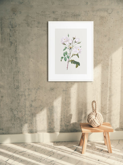 Rosa Centifolia Beyaz Gül - Pierre Joseph Redoute