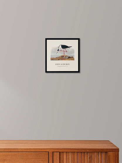 Leylek - John James Audubon