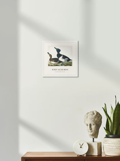 Halkalı Ördek - John James Audubon