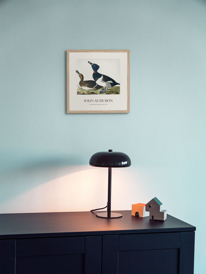 Halkalı Ördek - John James Audubon