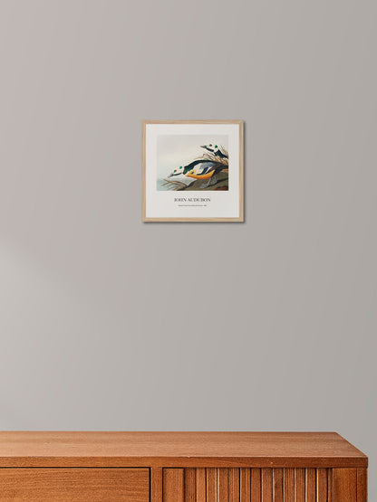 Ördek - John James Audubon