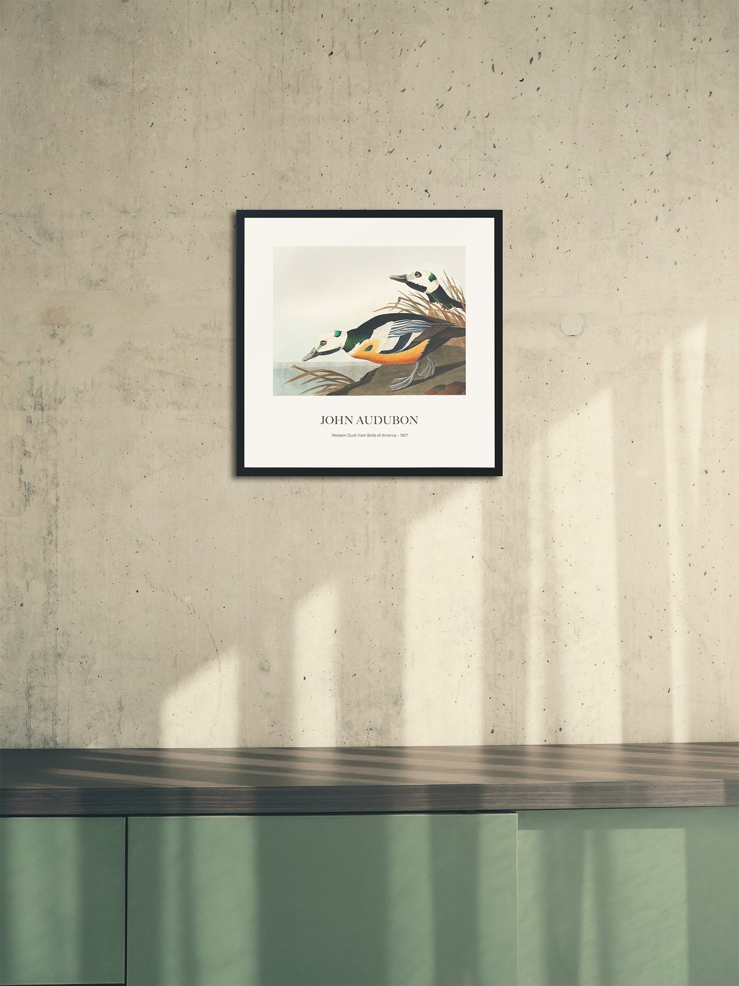 Ördek - John James Audubon