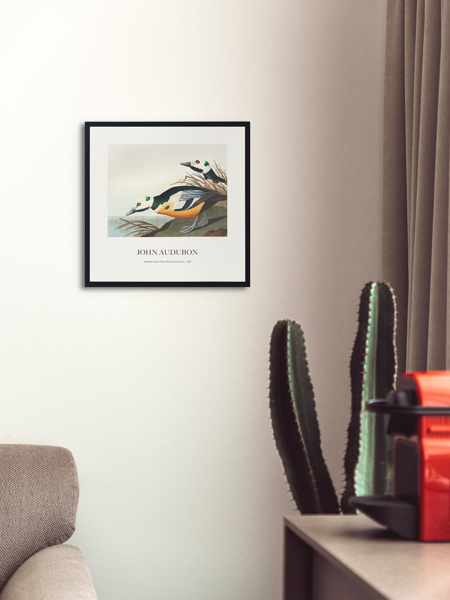 Ördek - John James Audubon