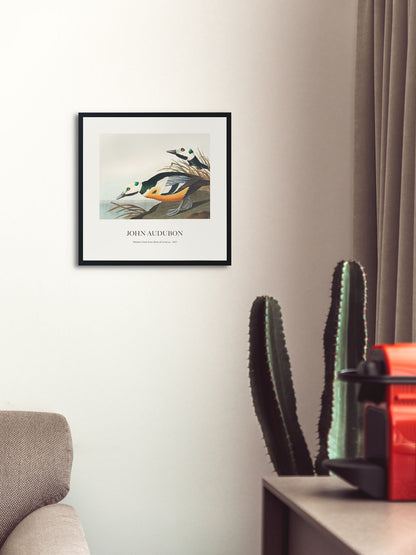 Ördek - John James Audubon