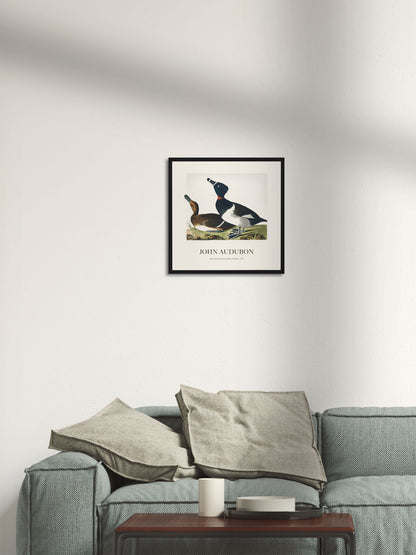 Halkalı Ördek - John James Audubon