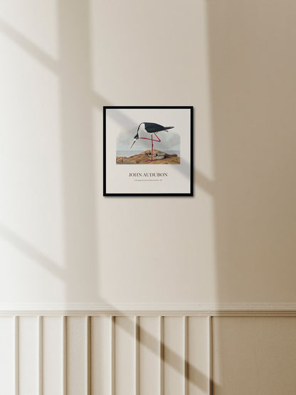 Leylek - John James Audubon