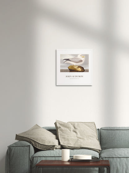 Kuzey Fulmarı - John James Audubon