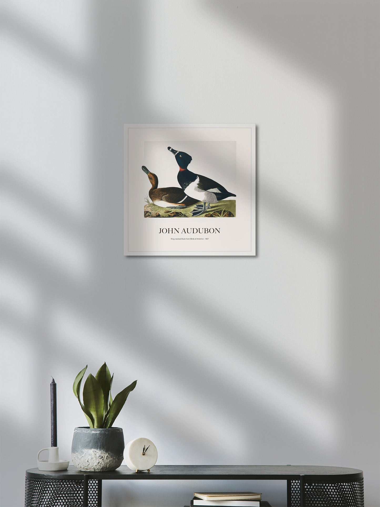 Halkalı Ördek - John James Audubon