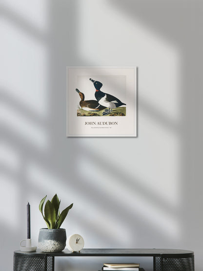 Halkalı Ördek - John James Audubon