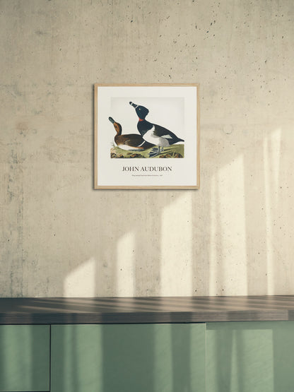 Halkalı Ördek - John James Audubon