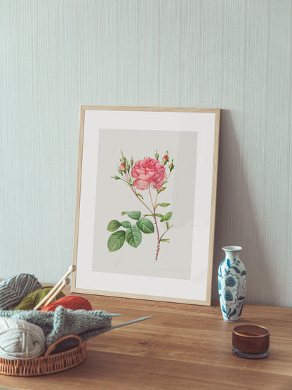 Rosa Centifolia Kırmızı Gül - Pierre Joseph Redoute
