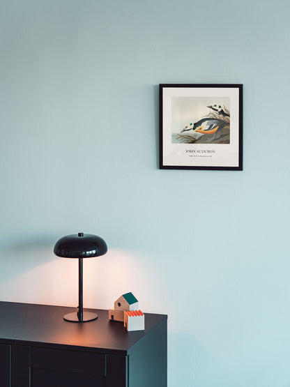 Ördek - John James Audubon