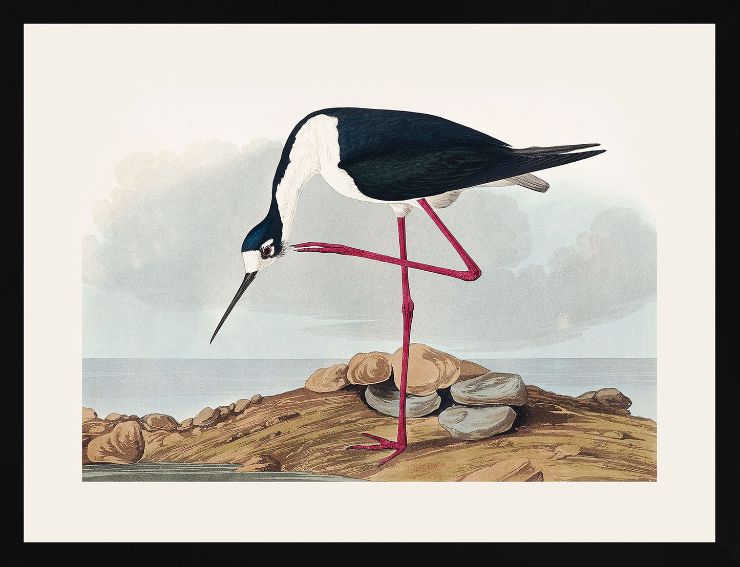Leylek - John James Audubon