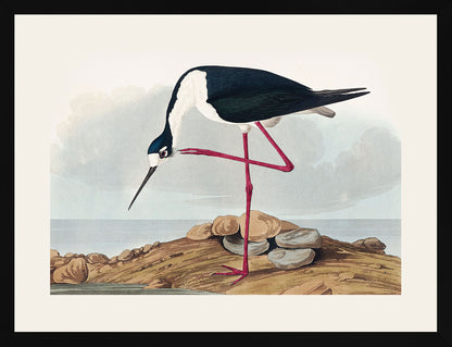 Leylek - John James Audubon