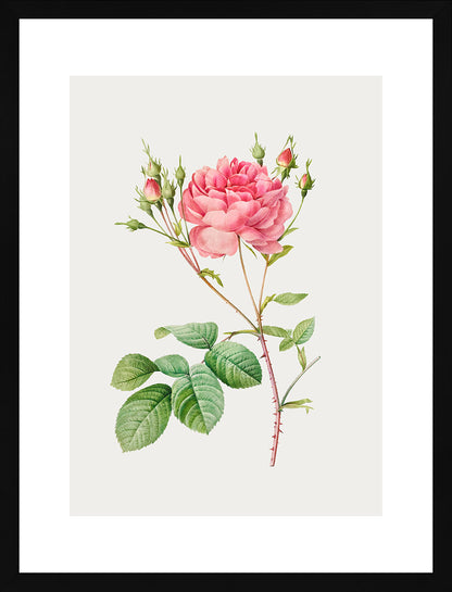 Rosa Centifolia Kırmızı Gül - Pierre Joseph Redoute