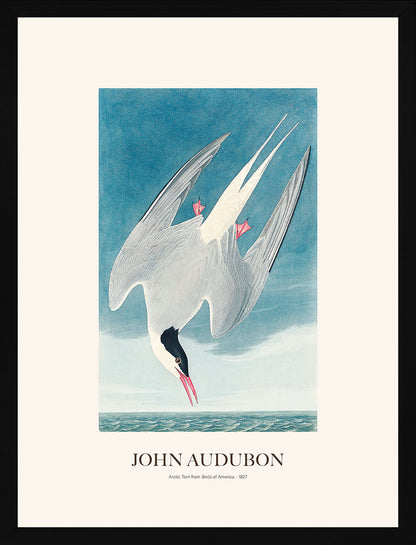 Kuzey Sumrusu - John Audubon