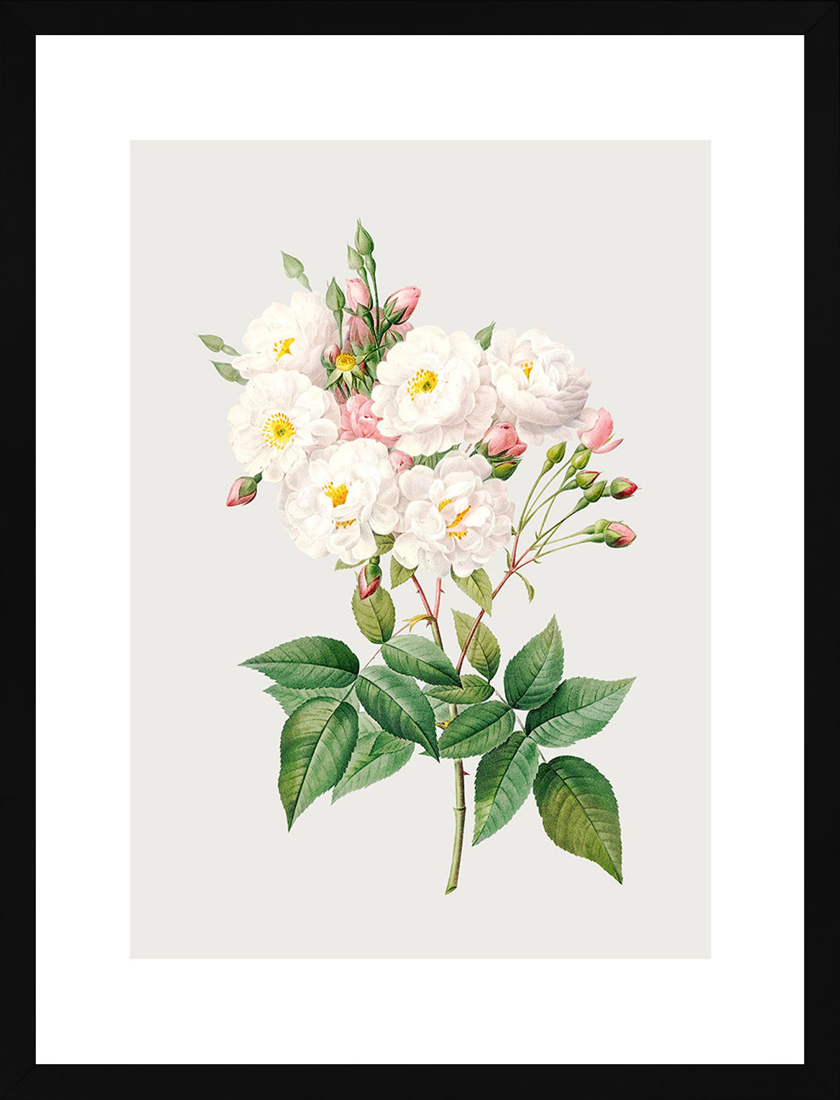 Rosa Centifolia Beyaz Gül 02 - Pierre Joseph Redoute