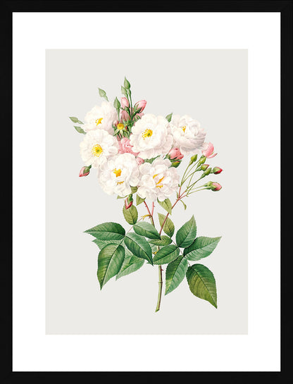 Rosa Centifolia Beyaz Gül 02 - Pierre Joseph Redoute