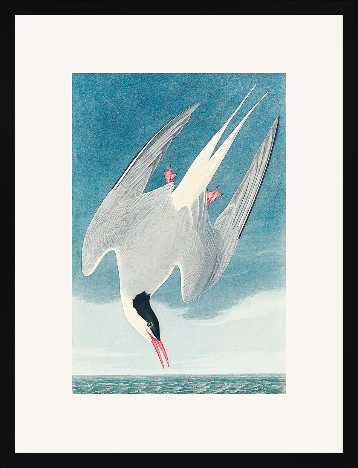 Kuzey Sumrusu (Metinsiz) - John Audubon