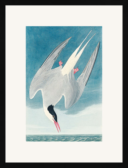 Kuzey Sumrusu (Metinsiz) - John Audubon